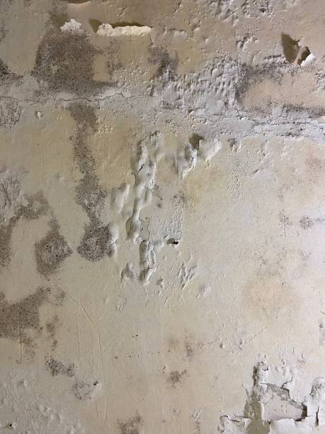 Best Local Mold Removal Service  in Holt, MI