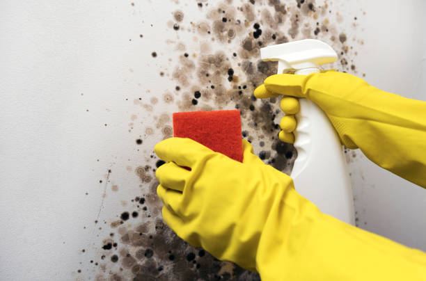 Best Professional Mold Removal  in Holt, MI