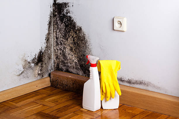 Best Mold Testing  in Holt, MI